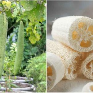Organic product